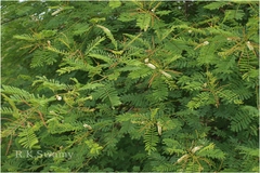Acacia lenticularis
